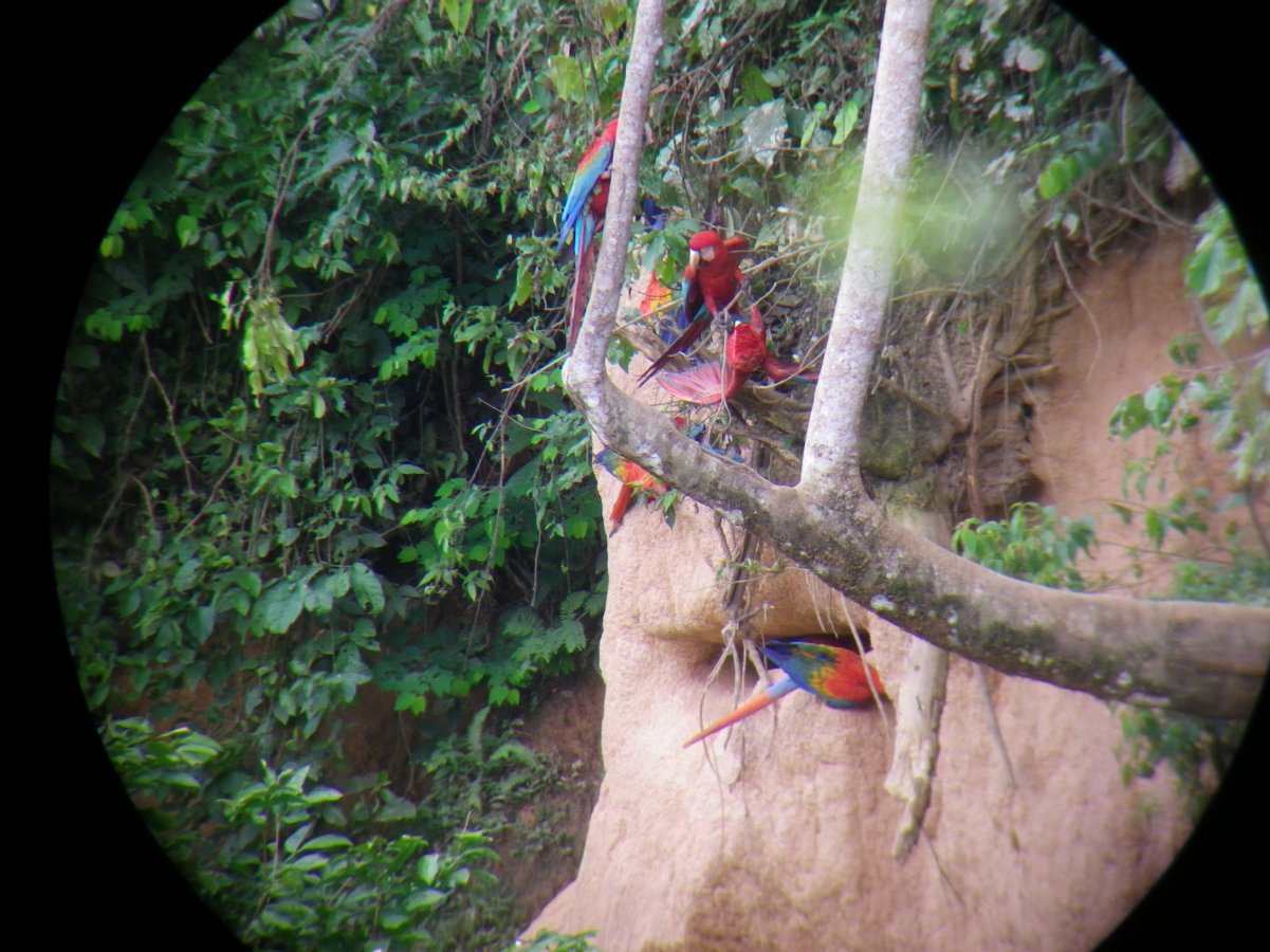 Macaw watching26